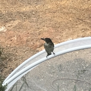 Cracticus torquatus at Nanima, NSW - 8 Feb 2018