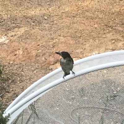 Cracticus torquatus (Grey Butcherbird) at Nanima, NSW - 8 Feb 2018 by 81mv