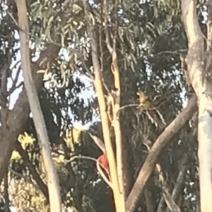 Cracticus torquatus at Nanima, NSW - 8 Feb 2018