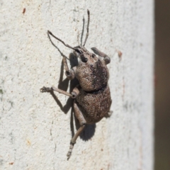 Polyphrades paganus (A weevil) at Acton, ACT - 9 Feb 2018 by David