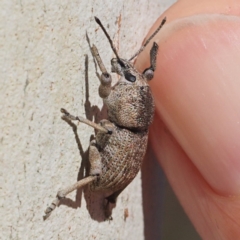 Polyphrades paganus at Acton, ACT - 10 Feb 2018 09:47 AM