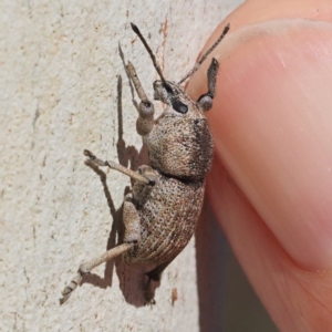 Polyphrades paganus at Acton, ACT - 10 Feb 2018