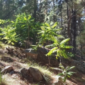 Ailanthus altissima at Isaacs, ACT - 10 Feb 2018