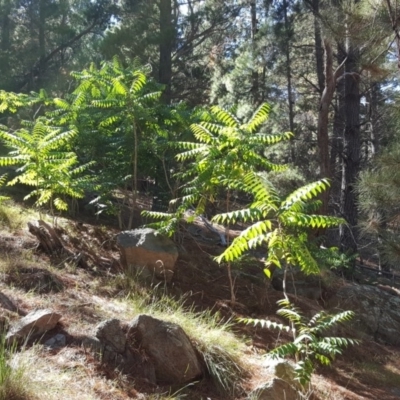 Ailanthus altissima (Tree-of-Heaven) at Isaacs Ridge and Nearby - 10 Feb 2018 by Mike