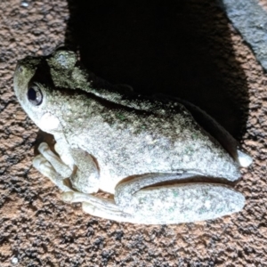 Litoria peronii at Kambah, ACT - 9 Feb 2018