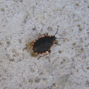 Diemenia rubromarginata at Kambah, ACT - 10 Feb 2018 10:52 AM