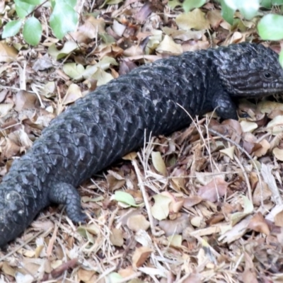 Tiliqua rugosa (Shingleback Lizard) at Ainslie, ACT - 10 Feb 2018 by jbromilow50