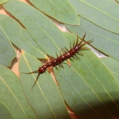 Lithobiomorpha (order) (Unidentified stone centipede) at Macarthur, ACT - 10 Feb 2018 by RodDeb