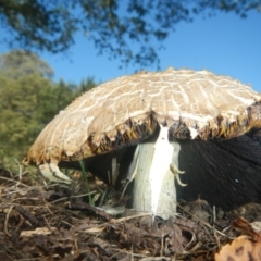 Agaricus sp. (Agaricus) at Belconnen, ACT - 10 Feb 2018 by AlisonMilton