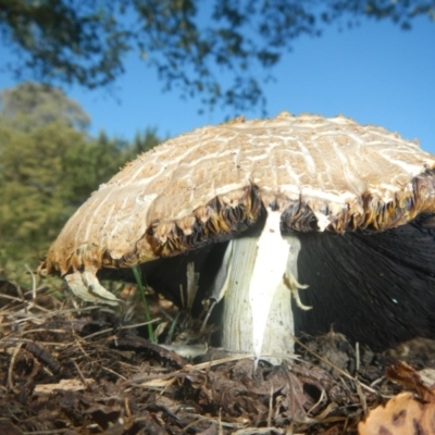 Agaricus sp. (Agaricus) at Belconnen, ACT - 10 Feb 2018 by AlisonMilton