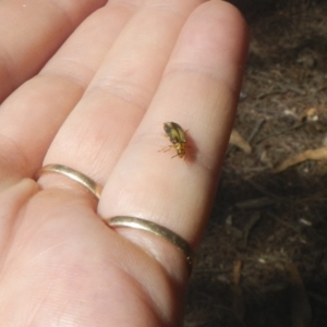 Xanthogaleruca luteola at Belconnen, ACT - 10 Feb 2018 11:24 AM