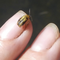 Xanthogaleruca luteola at Belconnen, ACT - 10 Feb 2018 11:24 AM