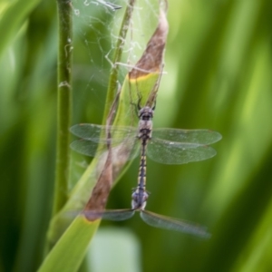 Hemicordulia tau at Belconnen, ACT - 10 Feb 2018 11:05 AM