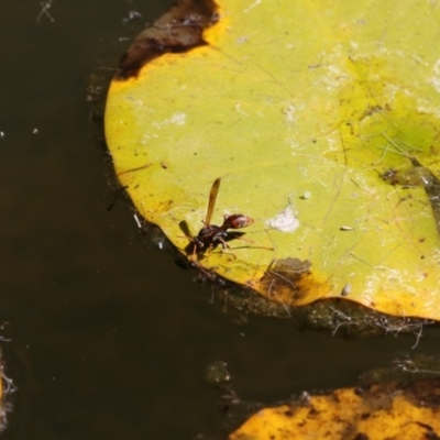 Polistes (Polistella) humilis (Common Paper Wasp) at Lake Ginninderra - 10 Feb 2018 by Alison Milton