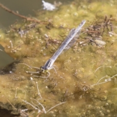 Ischnura heterosticta (Common Bluetail Damselfly) at Lake Ginninderra - 10 Feb 2018 by Alison Milton