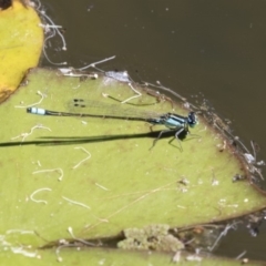 Ischnura heterosticta (Common Bluetail Damselfly) at Belconnen, ACT - 10 Feb 2018 by AlisonMilton