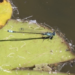 Ischnura heterosticta at Belconnen, ACT - 10 Feb 2018