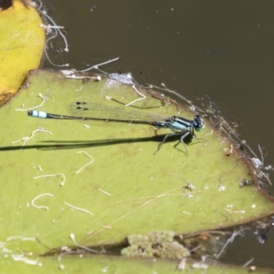 Ischnura heterosticta (Common Bluetail Damselfly) at Lake Ginninderra - 10 Feb 2018 by Alison Milton