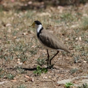 Vanellus miles at Belconnen, ACT - 10 Feb 2018 11:36 AM