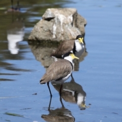 Vanellus miles (Masked Lapwing) at Belconnen, ACT - 10 Feb 2018 by Alison Milton