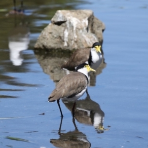 Vanellus miles at Belconnen, ACT - 10 Feb 2018