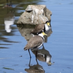 Vanellus miles (Masked Lapwing) at Lake Ginninderra - 10 Feb 2018 by Alison Milton