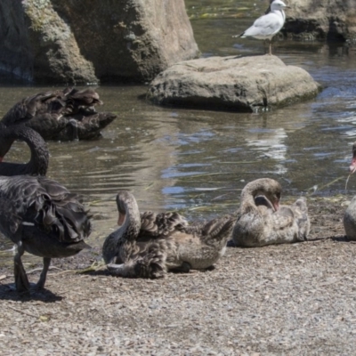 Cygnus atratus (Black Swan) at Lake Ginninderra - 10 Feb 2018 by AlisonMilton