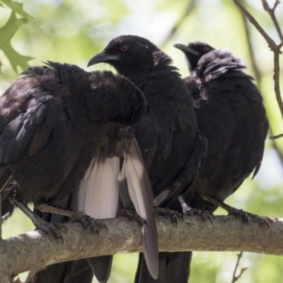 Corcorax melanorhamphos (White-winged Chough) at Lake Ginninderra - 10 Feb 2018 by Alison Milton