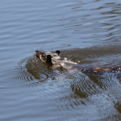Hydromys chrysogaster (Rakali or Water Rat) at Lake Ginninderra - 10 Feb 2018 by Alison Milton
