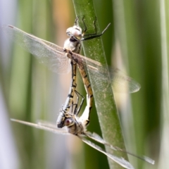 Hemicordulia tau (Tau Emerald) at Lake Ginninderra - 10 Feb 2018 by AlisonMilton