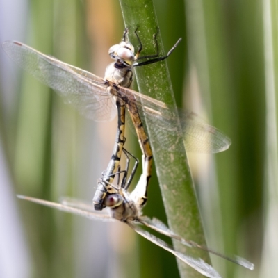 Hemicordulia tau (Tau Emerald) at Lake Ginninderra - 10 Feb 2018 by AlisonMilton