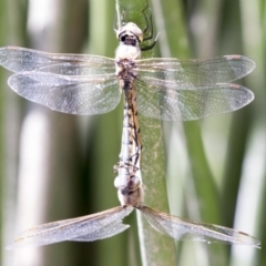Hemicordulia tau at Belconnen, ACT - 10 Feb 2018 12:40 PM