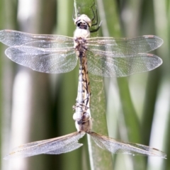 Hemicordulia tau at Belconnen, ACT - 10 Feb 2018