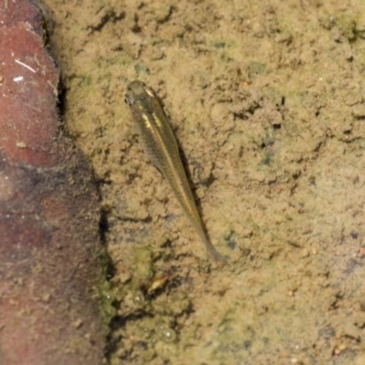 Gambusia holbrooki (Gambusia, Plague minnow, Mosquito fish) at Belconnen, ACT - 10 Feb 2018 by Alison Milton