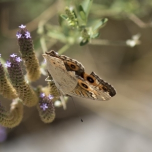 Junonia villida at Belconnen, ACT - 10 Feb 2018