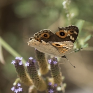 Junonia villida at Belconnen, ACT - 10 Feb 2018