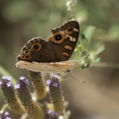 Junonia villida at Belconnen, ACT - 10 Feb 2018