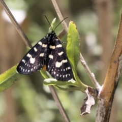 Phalaenoides tristifica (Willow-herb Day-moth) at Belconnen, ACT - 10 Feb 2018 by AlisonMilton