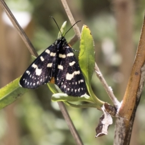 Phalaenoides tristifica at Belconnen, ACT - 10 Feb 2018