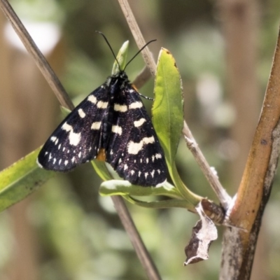 Phalaenoides tristifica (Willow-herb Day-moth) at Lake Ginninderra - 10 Feb 2018 by Alison Milton