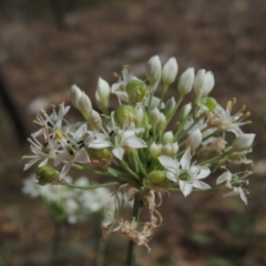 Allium tuberosum (Garlic Chives) at Conder, ACT - 3 Feb 2018 by michaelb