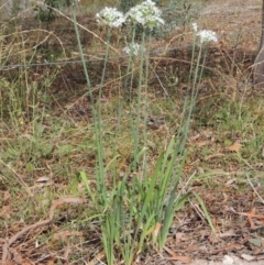 Allium tuberosum at Conder, ACT - 3 Feb 2018