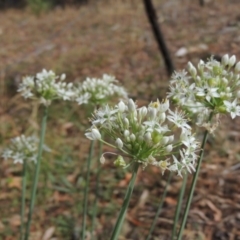 Allium tuberosum at Conder, ACT - 3 Feb 2018