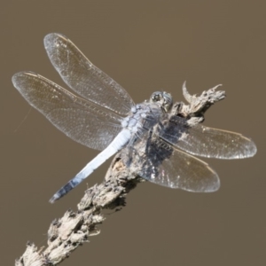 Orthetrum caledonicum at Belconnen, ACT - 10 Feb 2018