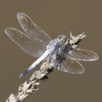 Orthetrum caledonicum (Blue Skimmer) at Belconnen, ACT - 10 Feb 2018 by Alison Milton