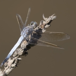 Orthetrum caledonicum at Belconnen, ACT - 10 Feb 2018