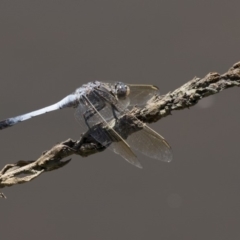 Orthetrum caledonicum at Belconnen, ACT - 10 Feb 2018 12:55 PM