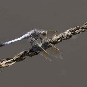 Orthetrum caledonicum at Belconnen, ACT - 10 Feb 2018 12:55 PM