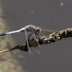 Orthetrum caledonicum at Belconnen, ACT - 10 Feb 2018 12:55 PM