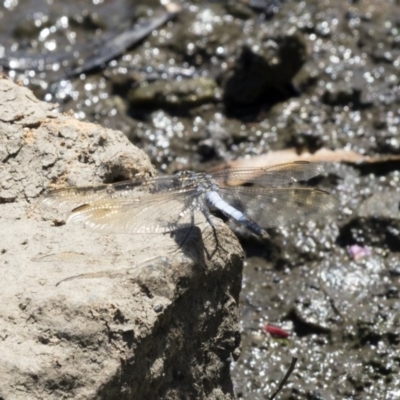 Orthetrum caledonicum (Blue Skimmer) at Belconnen, ACT - 10 Feb 2018 by Alison Milton